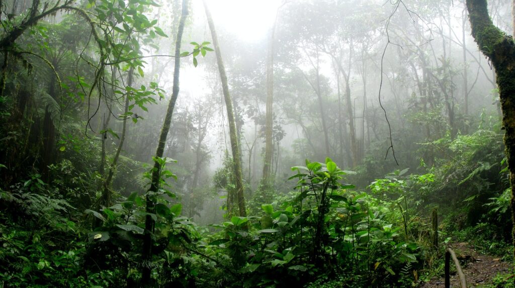 Wild Adventures: Exploring the Amazon's Hidden Treasures